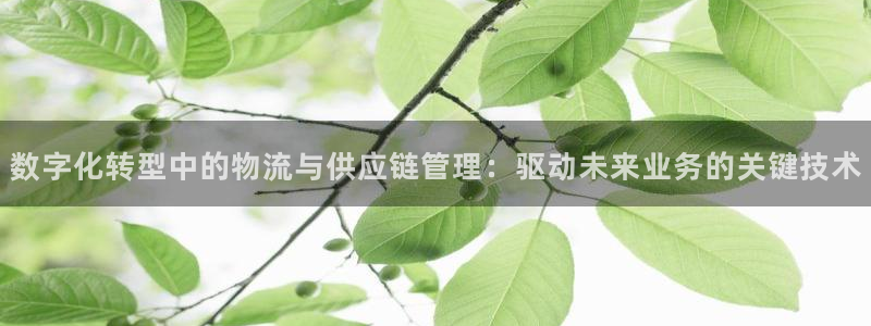 28圈官方网站是多少：数字化转型中的