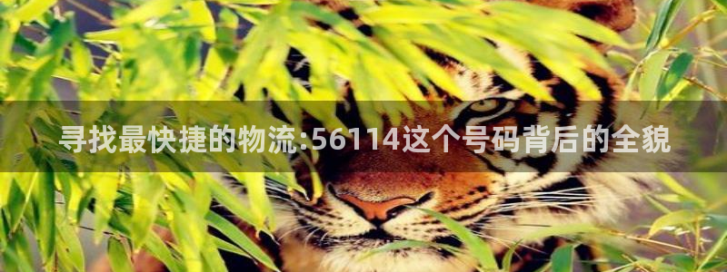 28圈登录网：寻找最快捷的物流:56114这个号码背后的全貌