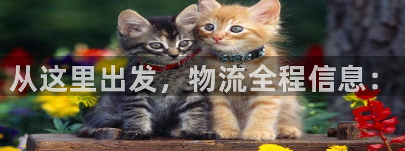 28圈cn